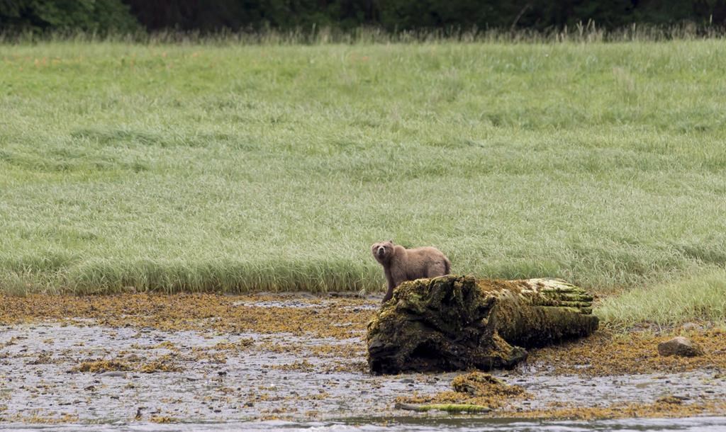 Le grizzli qui a tué un couple à Banff était vieux et avait de mauvaises dents