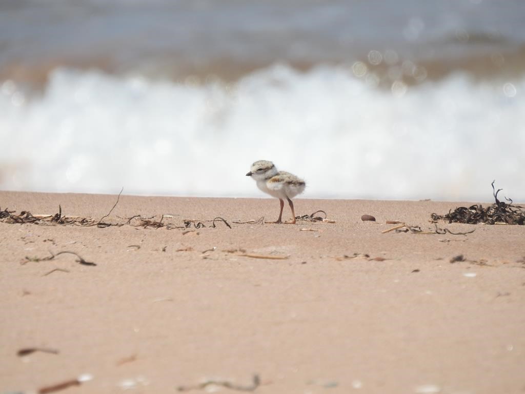 Les pluviers siffleurs en hausse à l'Île-du-Prince-Édouard après le passage de Fiona