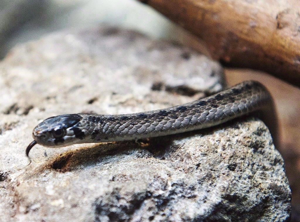 Forêt Fairview à Pointe-Claire: 35 espèces en péril dans la mire d’un promoteur