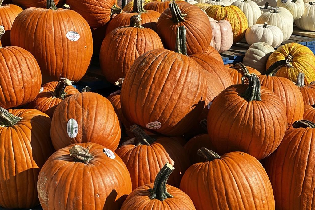 Les changements climatiques ont eu un effet négatif sur les récoltes de citrouilles