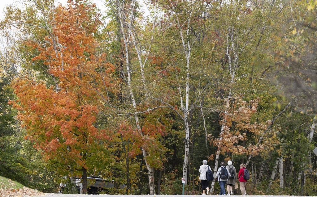 Les couleurs de l'automne sont altérées en raison des conditions météo extrêmes