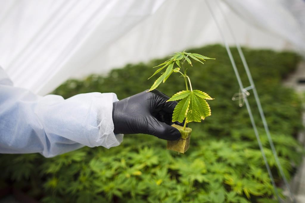 Les compagnies peinent à faire des bénéfices selon l'examen de la loi sur le cannabis
