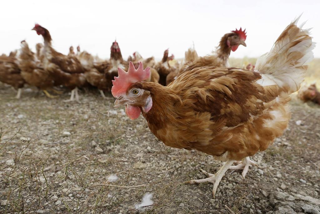 L'industrie de la volaille se prépare au retour de la grippe aviaire