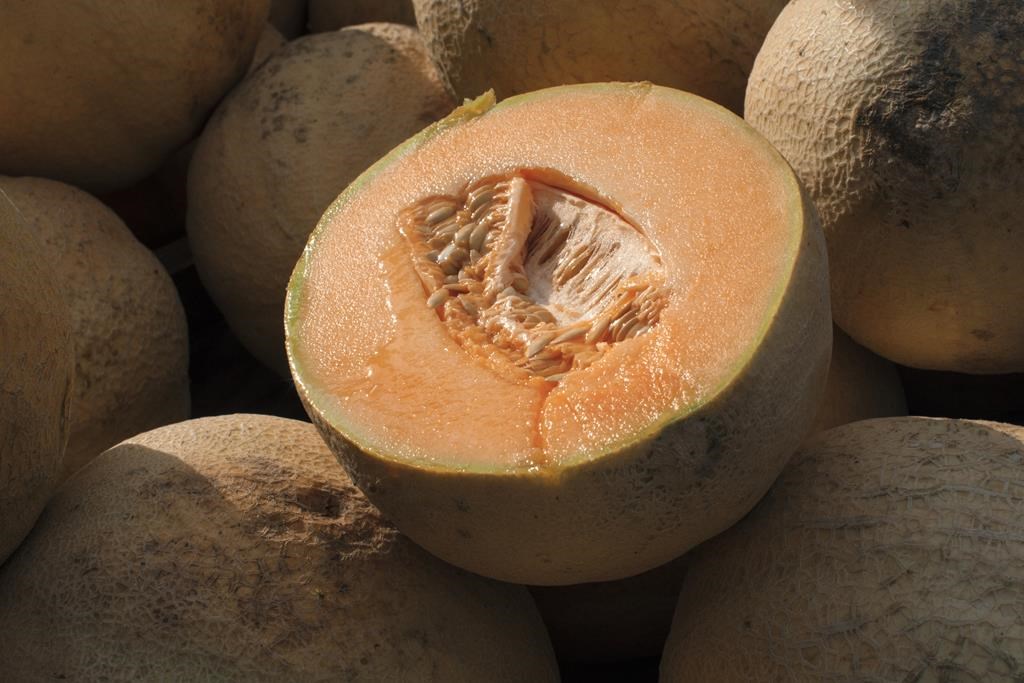 Une épidémie de salmonelle liée aux cantaloups fait un mort au Canada