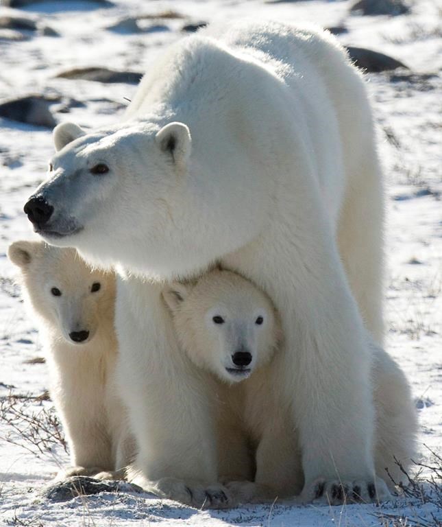 Une étude démontre que la population d'ours polaires fond avec la glace de mer