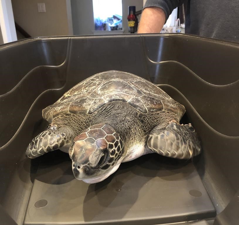 N.-É.: une tortue de mer trouvée sur une plage sauvée et renvoyée vers le sud