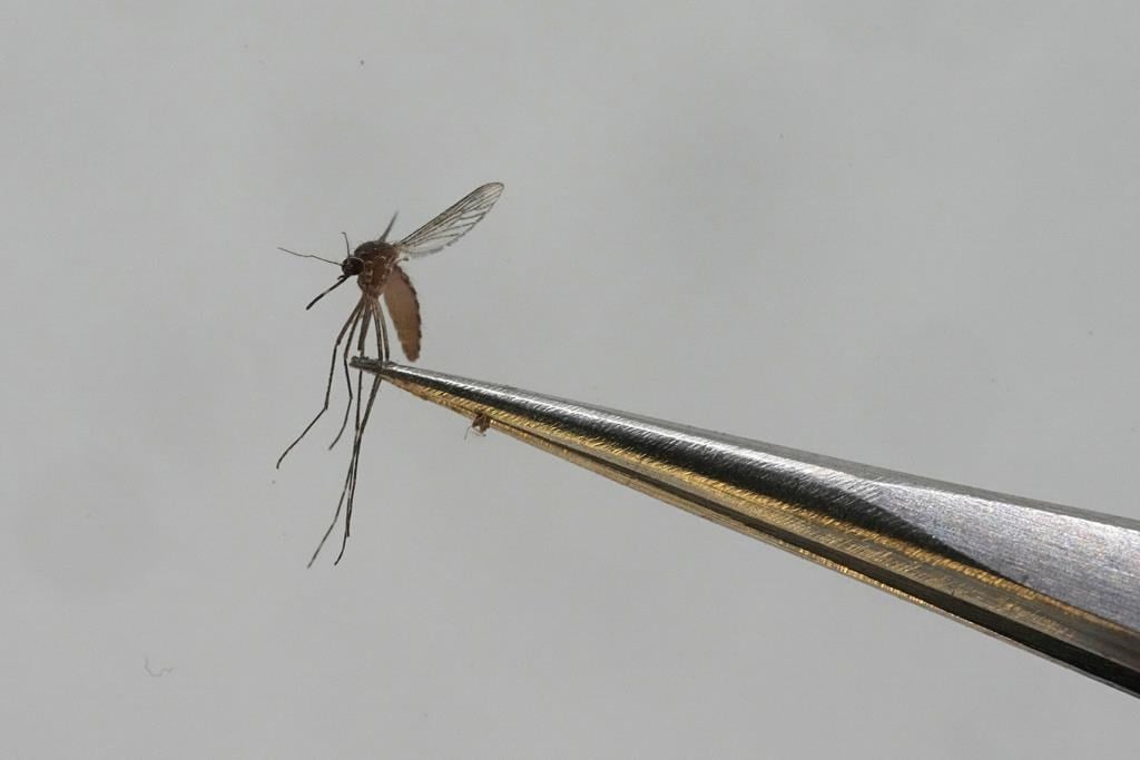 Des scientifiques inquiets des modifications génétiques sur les insectes nuisibles