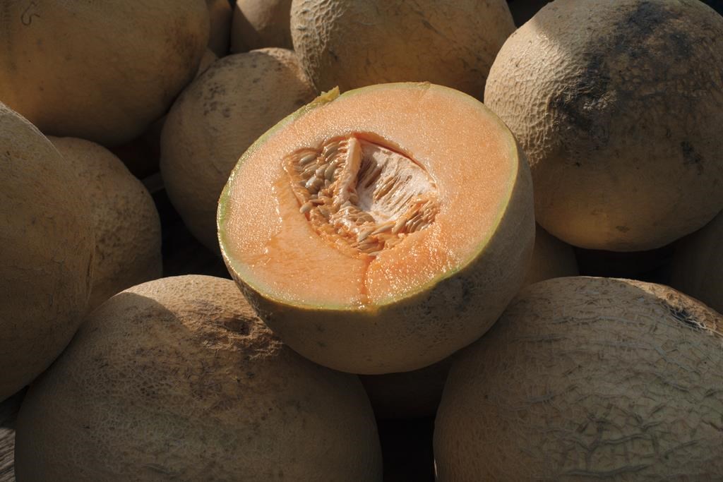 L'éclosion de salmonellose liée à du cantaloup fait une sixième victime au pays