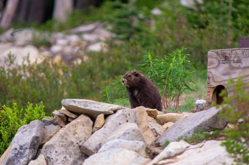 Un baby-boom de 59 petits aide la marmotte de l'île de Vancouver à se rétablir
