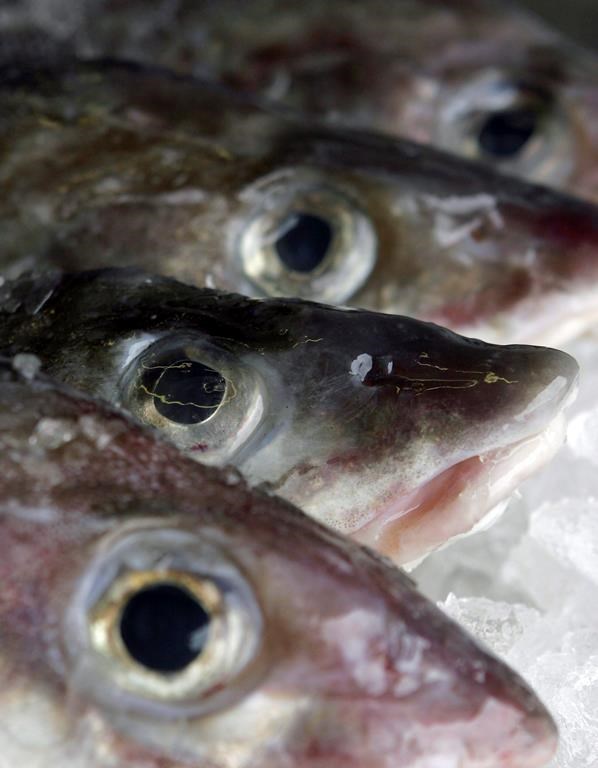 Mauricie: le temps doux menace le début de la pêche au poulamon de l'Atlantique