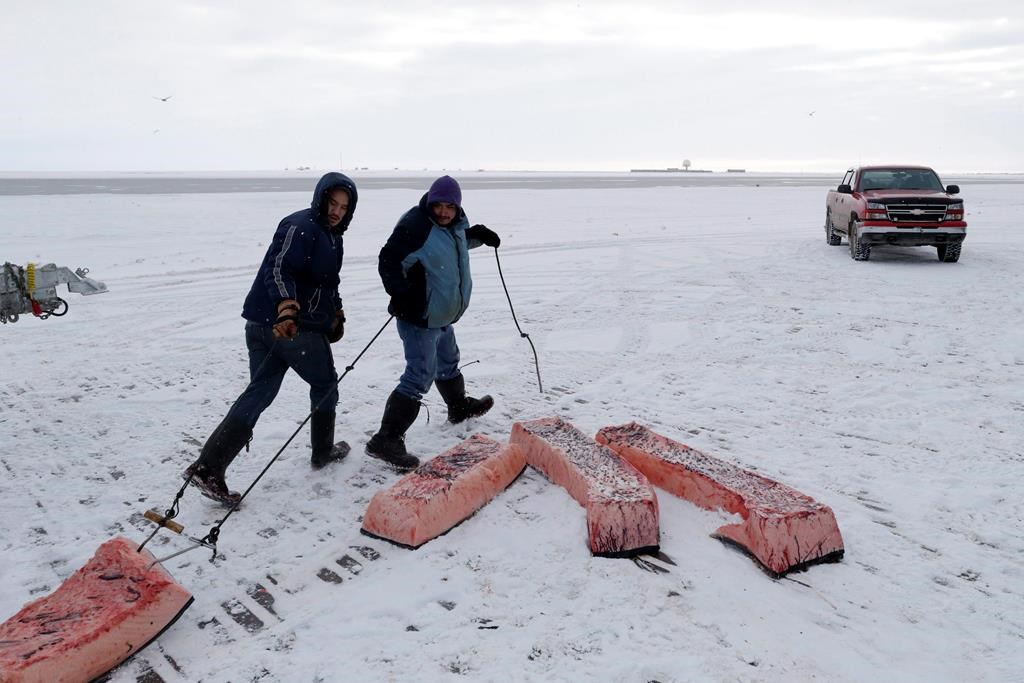 INSPQ: percée sur l'étude d'antioxydants abondants dans l'alimentation des Inuit