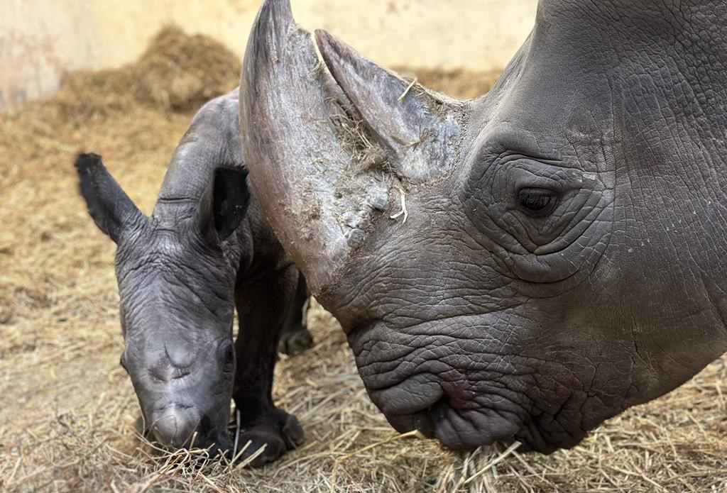 Naissance au zoo de Toronto d'un petit rhinocéros blanc, une espèce «quasi menacée»