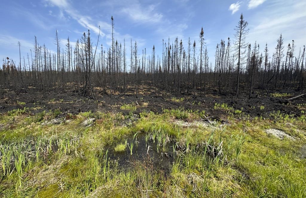 Brian Paré plaide coupable d'avoir déclenché 14 feux de forêt