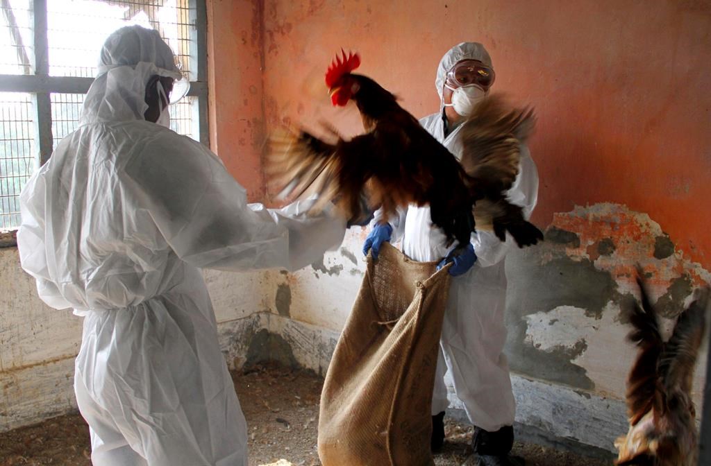 Grippe aviaire: amélioration dans l'ouest canadien, mais il reste des lieux infectés