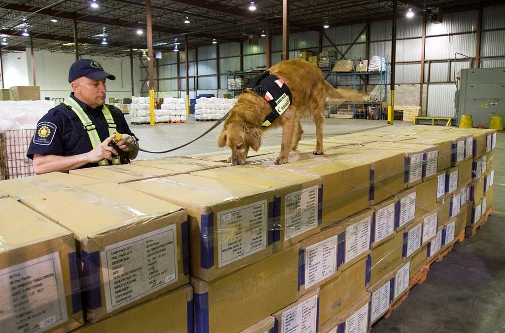 Les chiens pourraient détecter davantage de fentanyl et d'armes à feu aux frontières