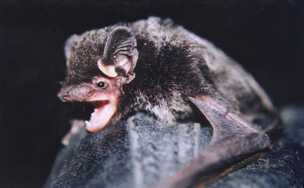Ce chant provenant d’une vieille mine peut être celui d'une chauve-souris en amour