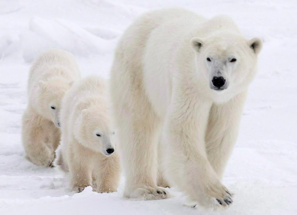 La grippe aviaire redoutée chez les ours polaires après la mort d'un ours en Alaska