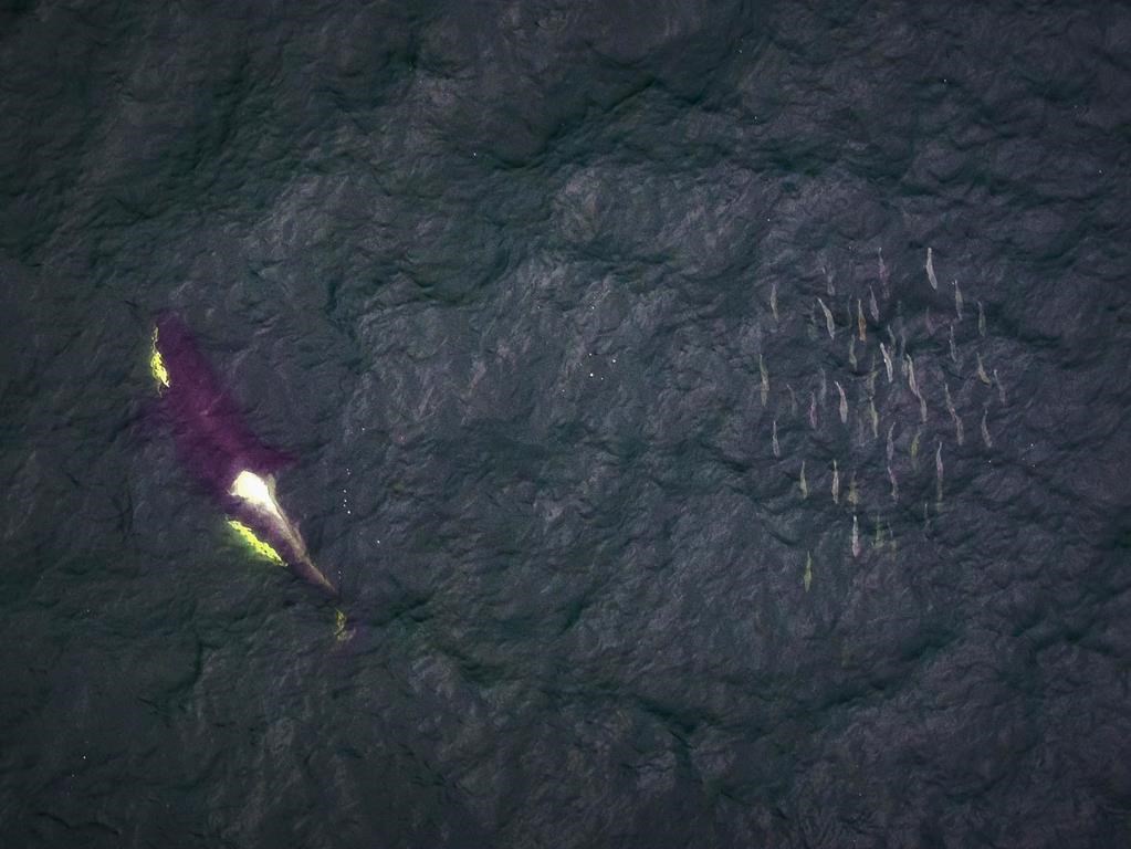 Les pêcheries tuent des milliers de saumons, épuisant la nourriture de 75 épaulards