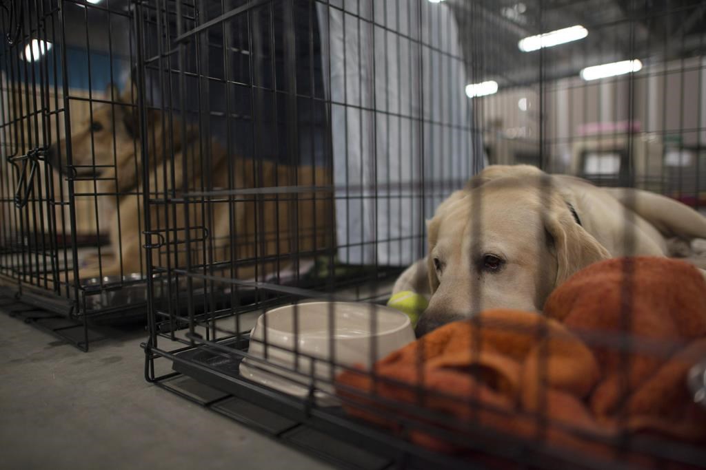 La SPCA de Montréal lance une trousse d'urgence pour secourir les animaux domestiques