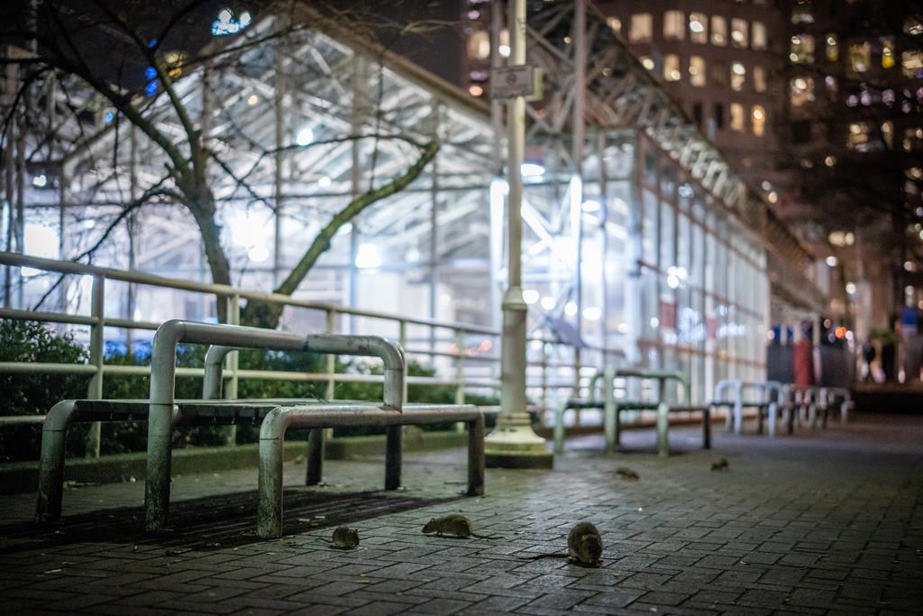 Vancouver: infestation de rats au centre-ville à la tombée de la nuit