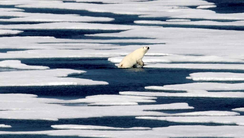 Les ours polaires ne peuvent pas bien s'alimenter sans la banquise, selon une étude