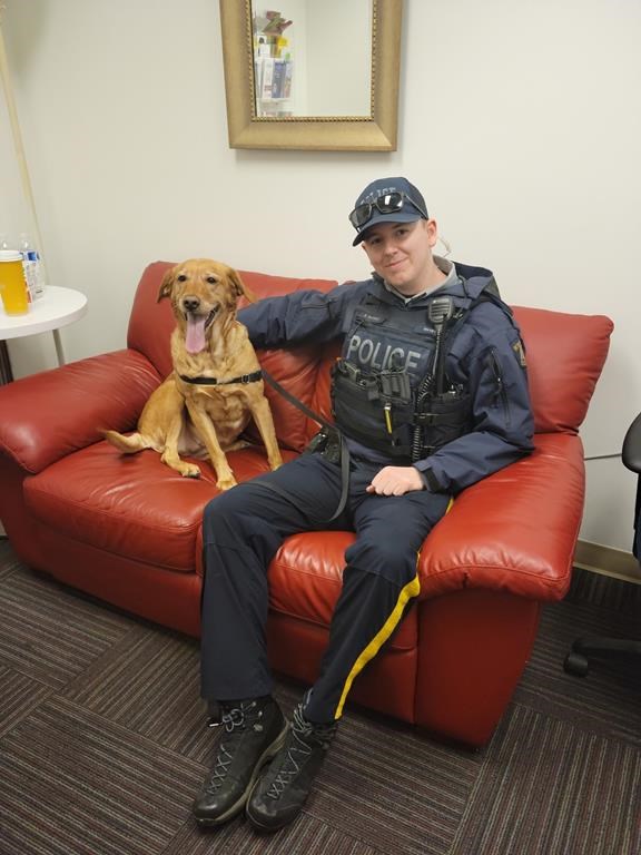 Dénouement heureux à Vancouver après que la police donne l'alerte pour Amber le chien