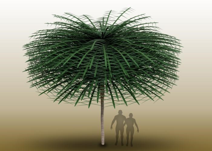 Le fossile d'un arbre aux allures de ceux du Dr. Seuss a été découvert au N.-B.