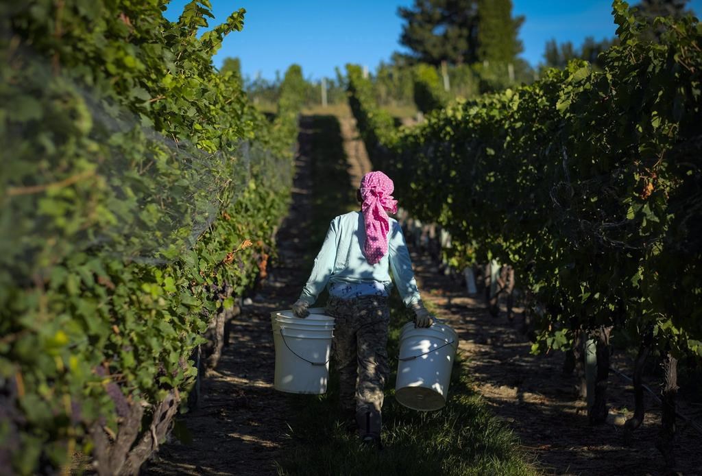 Les viticulteurs de la C.-B. craignent des «pertes catastrophiques» à cause du froid