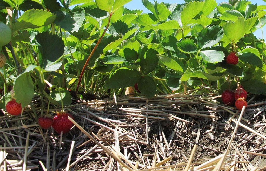 La cicadelle aiderait à prévoir l'impact du climat sur l'agriculture, dit une étude