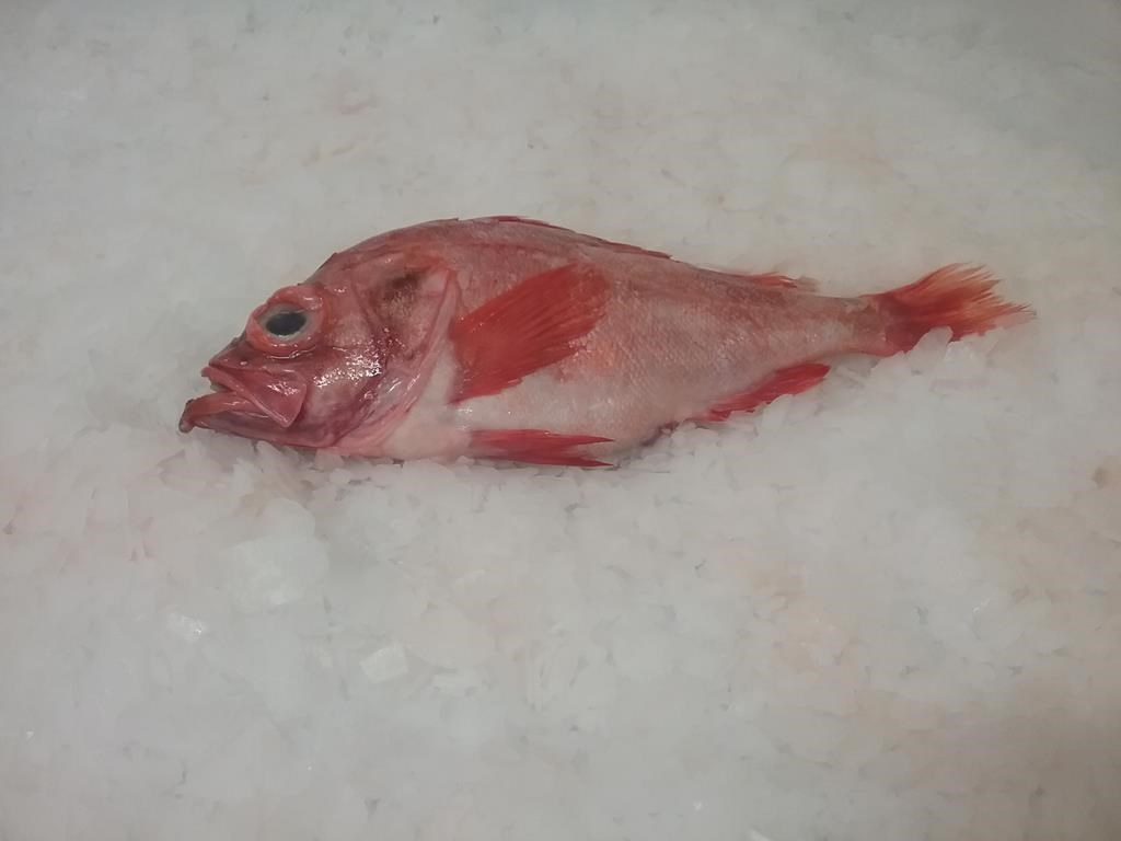 Une ONG s'inquiète de la levée du moratoire sur la pêche au sébaste dans le golfe