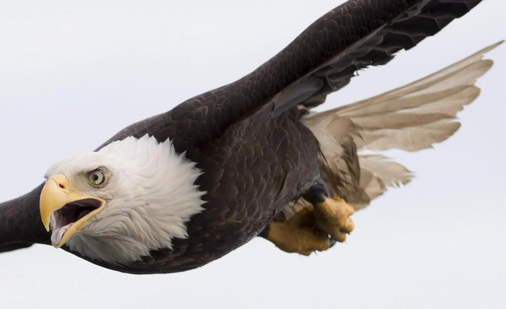 La ville de Prince Rupert annonce que 19 aigles sont morts d'un déversement suspect