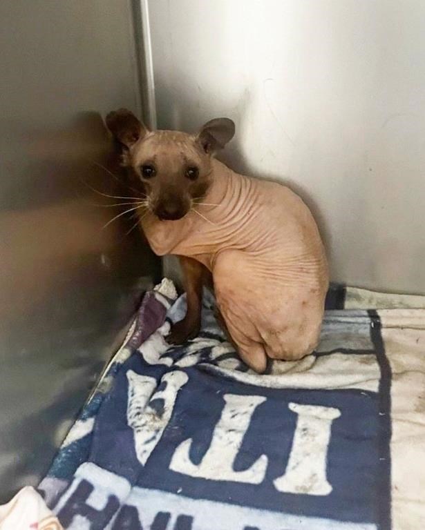 Rufus, un raton laveur sans pelage, a trouvé un toit dans un refuge de la N.-É.