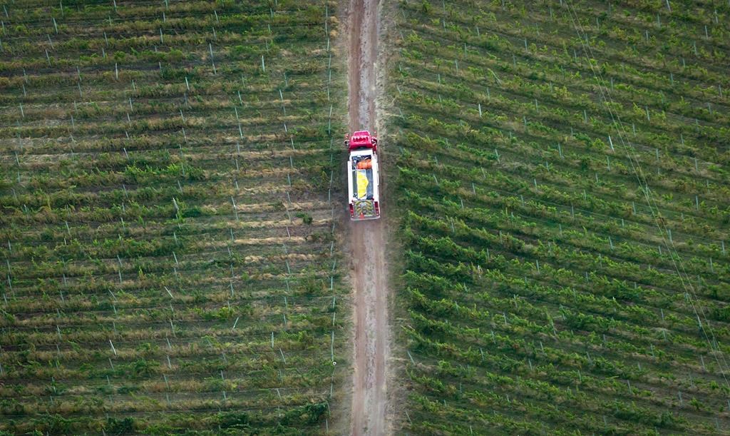 C.-B.: vignobles déterminés à rebâtir après les intempéries des dernières années