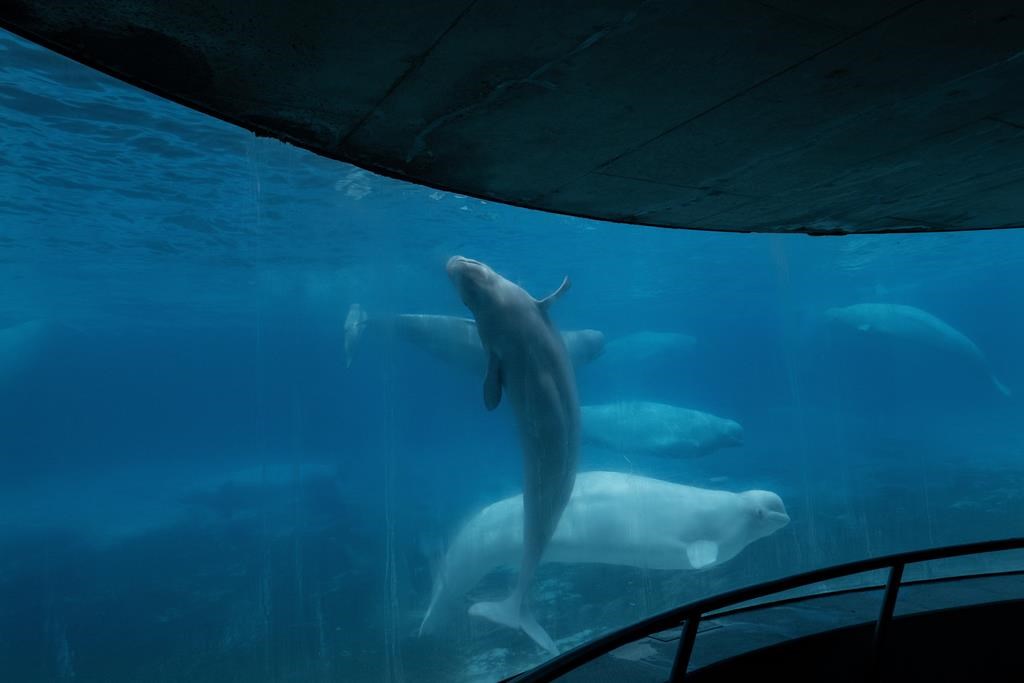 Deux autres bélugas sont morts à Marineland ce mois-ci
