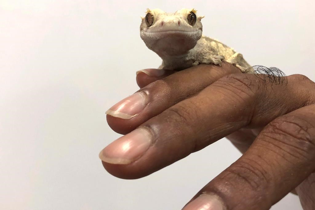 Éclosion de cas de salmonellose dans sept provinces en lien avec des geckos