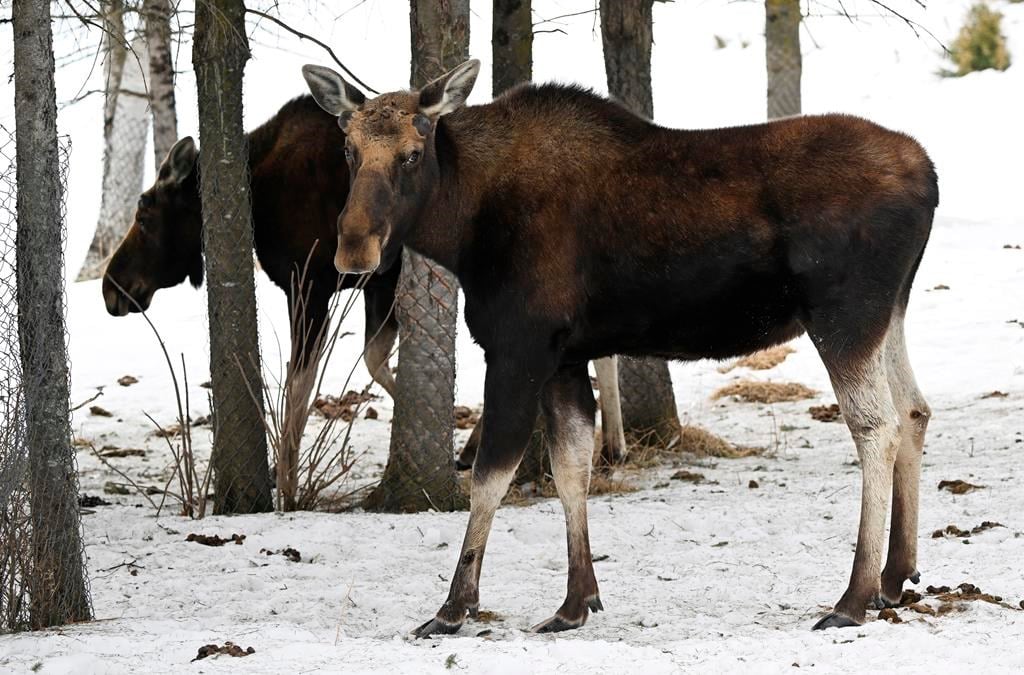 Québec compte mettre en réserve le territoire du mont Kaaikop