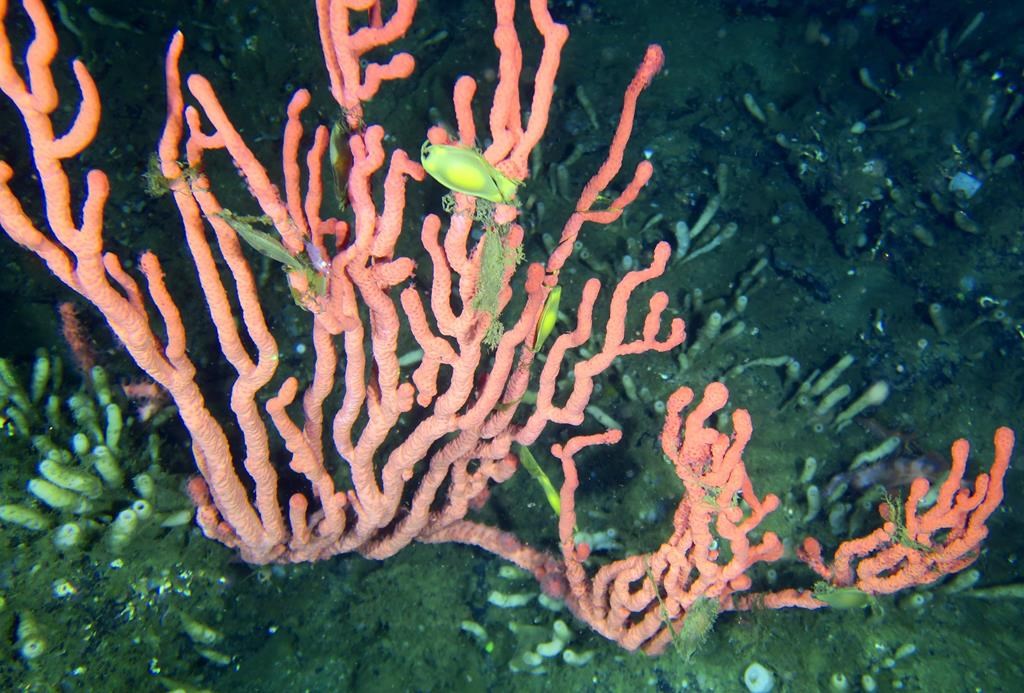 Découverte du seul récif de corail vivant connu au Canada, au large de la C.-B.