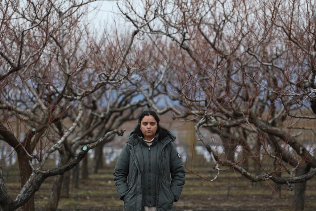 C.-B.: Les agriculteurs s'attendent à 90 % de pertes pour les fruits à noyau