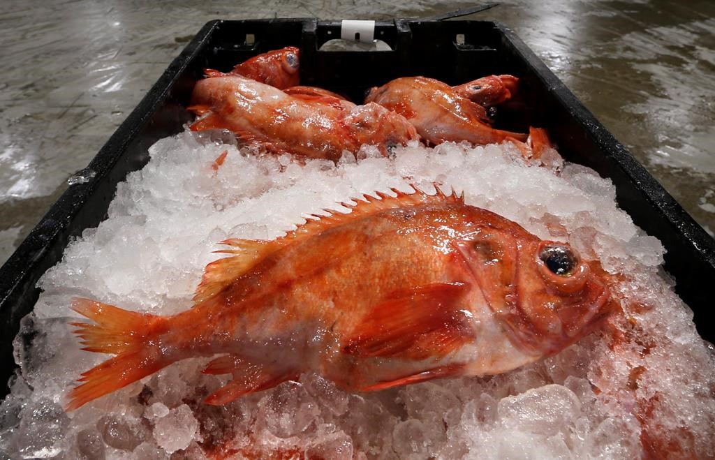 Les pourparlers continuent sur la réouverture de la pêche au sébaste dans le golfe