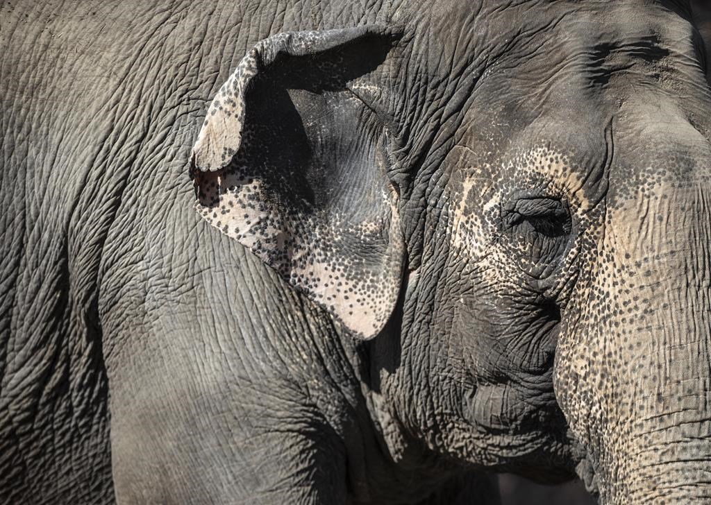 Les sénateurs rejettent une motion leur demandant de visiter les éléphants d'un zoo