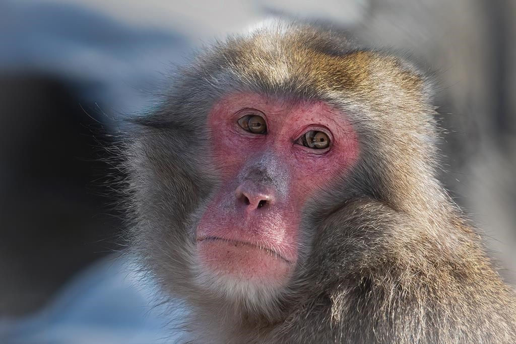 Le zoo de Granby étudie le comportement des animaux durant l'éclipse solaire du lundi
