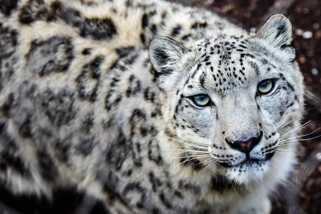 Une femelle léopard des neiges est enceinte au zoo de Toronto