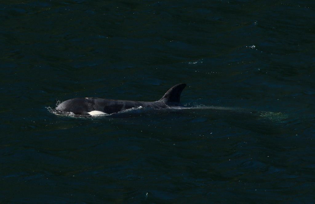 L'orque coincée sur l'île de Vancouver franchit une étape vers la liberté
