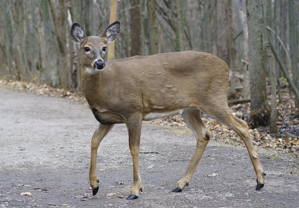 Montréal s'attaquera à la surpopulation de cerfs dans l'est de l'île dès l'automne