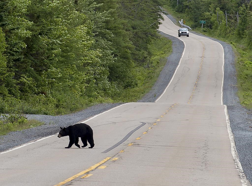 Le gouvernement de la N.-É. renonce à son projet de chasse à l'ours noir au printemps