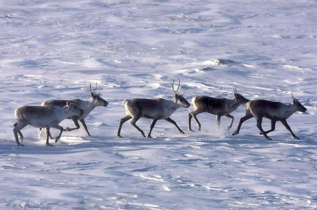 Québec annonce 59,5 M$ pour protéger les caribous de Charlevoix et de la Gaspésie