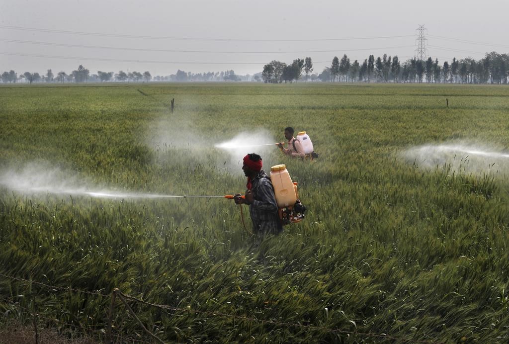 Une étude de l'UdeS révèle que les pesticides sont nocifs même à faible concentration