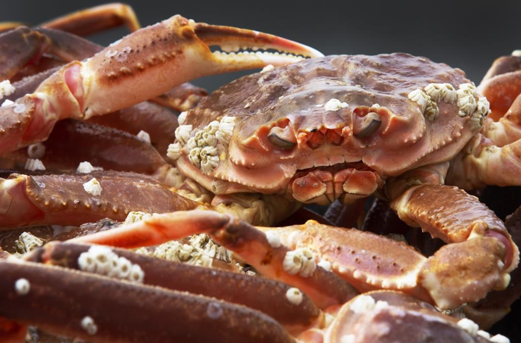 Des animaux allant des homards aux abeilles pourraient être 'conscients'
