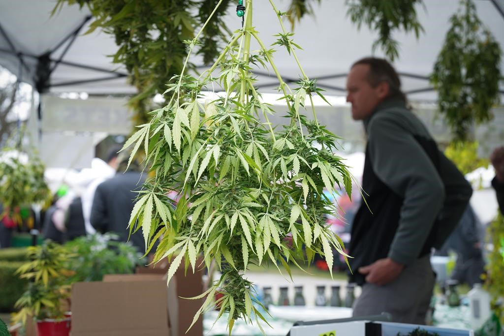 Des producteurs de cannabis dénoncent la «débâcle» du «4-20» à Vancouver