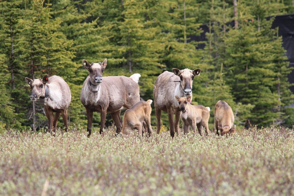 Le nombre de caribous est en hausse dans l'Ouest canadien, selon une étude
